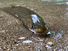 アメマスの釣果