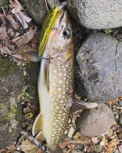 アメマスの釣果