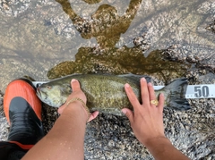 スモールマウスバスの釣果