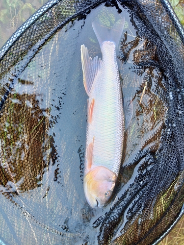 ケタバスの釣果