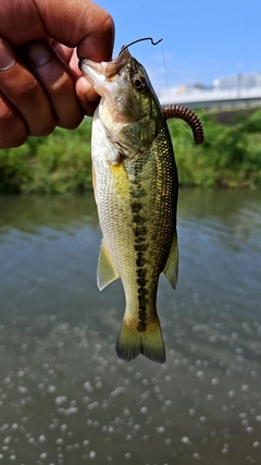 ラージマウスバスの釣果