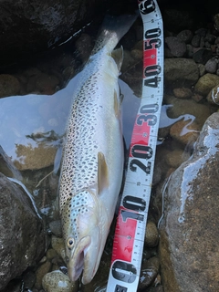 ブラウントラウトの釣果