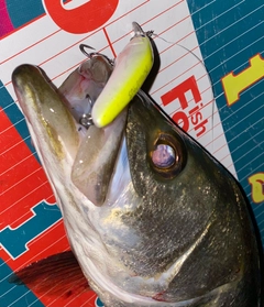 シーバスの釣果