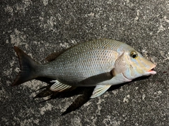 タマンの釣果