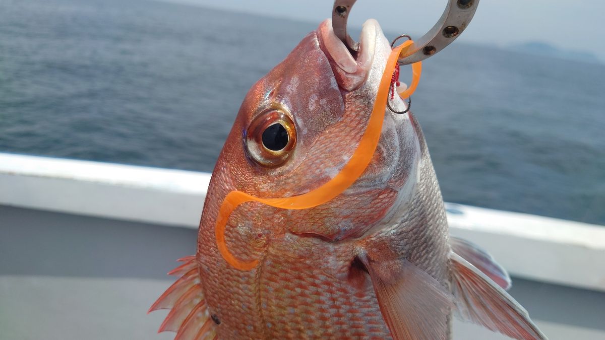 ぼ〜ずの向う側さんの釣果 3枚目の画像