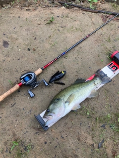 ラージマウスバスの釣果