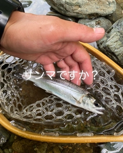 ヤマメの釣果