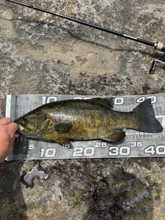 スモールマウスバスの釣果