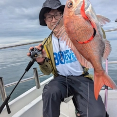 マダイの釣果