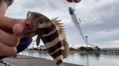 アオハタの釣果