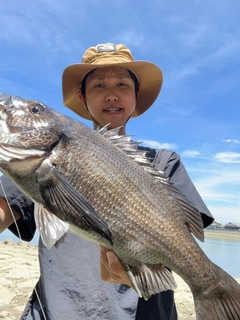 チヌの釣果