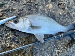 セイゴ（ヒラスズキ）の釣果