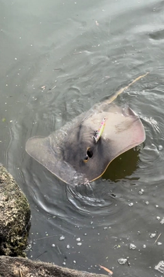 アカエイの釣果