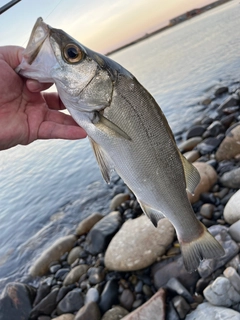 ヒラスズキの釣果