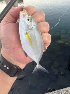 カスミアジの釣果