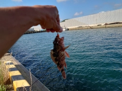 アラカブの釣果