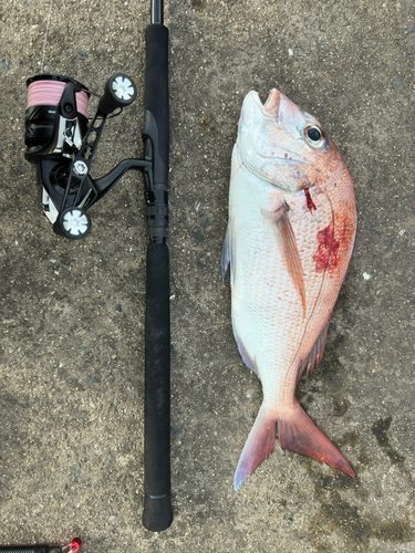 マダイの釣果