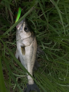 スズキの釣果