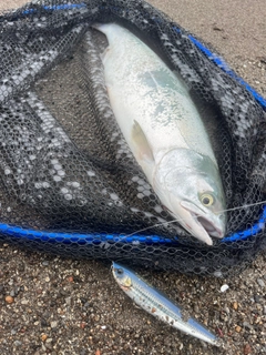 カラフトマスの釣果