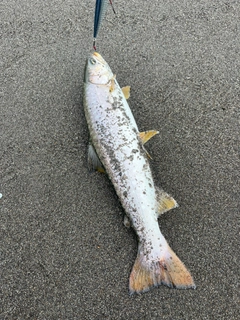 アメマスの釣果