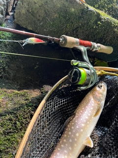 アメマスの釣果