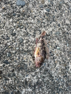 カサゴの釣果
