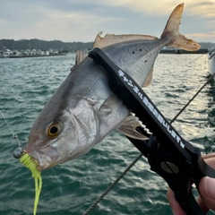 ショゴの釣果