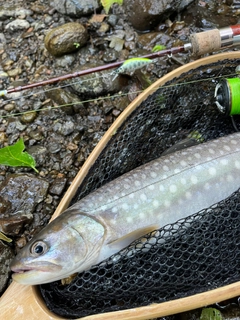 アメマスの釣果