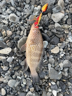 オオモンハタの釣果