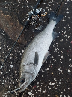 フッコ（ヒラスズキ）の釣果