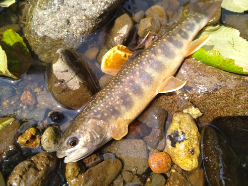 オショロコマの釣果