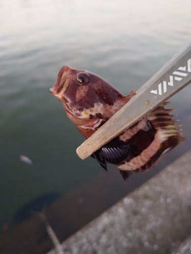 キジハタの釣果