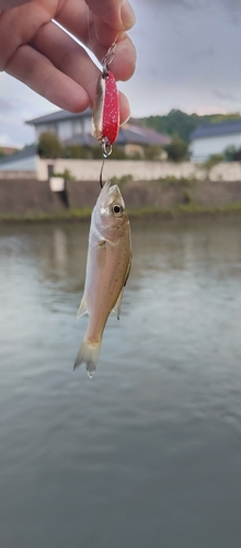 セイゴ（マルスズキ）の釣果