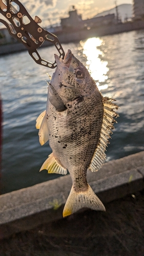 キビレの釣果