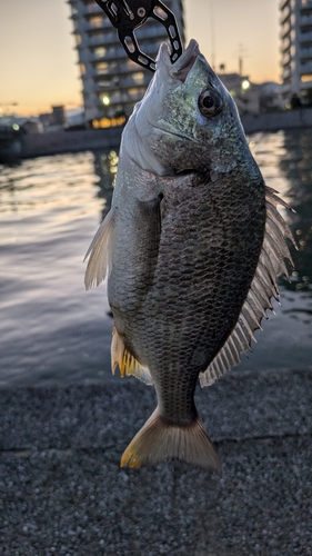 キビレの釣果