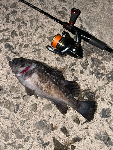 クロソイの釣果