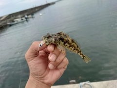 アサヒアナハゼの釣果