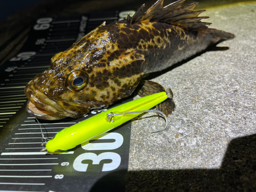 タケノコメバルの釣果