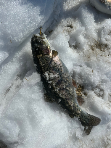 トラウトの釣果