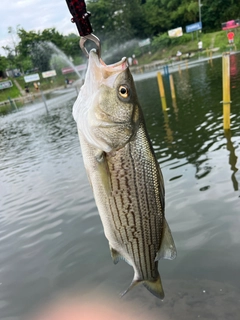 ストライパーの釣果