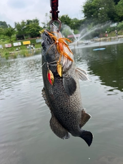 ブラックバスの釣果