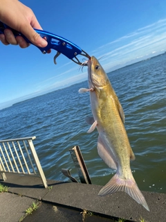 アメリカナマズの釣果