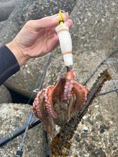 マダコの釣果