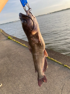 アメリカナマズの釣果