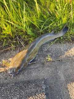 アメリカナマズの釣果