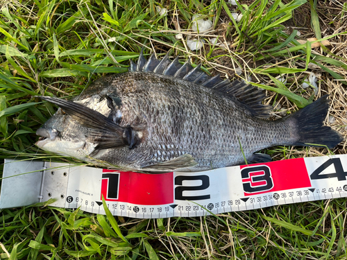 クロダイの釣果