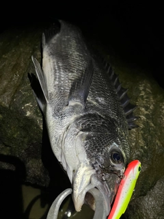 クロダイの釣果