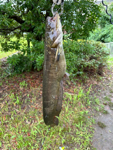 ナマズの釣果