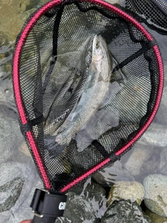 スチールヘッドの釣果