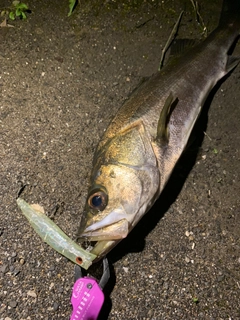 シーバスの釣果